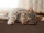 Kratzmatte Katze SISAL | Braun - 160x240 cm