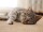 Kratzmatte Katze SISAL | Natur - 40x60 cm