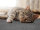 Kratzmatte Katze SISAL | Grau - 40x60 cm