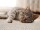 Kratzmatte Katze SISAL | Creme - 50x50 cm