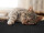 Kratzmatte Katze SISAL | Schwarz - 67x140 cm